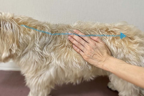 犬が喜ぶマッサージ方法とは 事前の準備と正しい手順 メリットや注意点について解説 獣医師監修 わんクォール 犬が喜ぶマッサージ方法とは 事前の準備と正しい手順 メリットや注意点について解説 獣医師監修 わんクォール