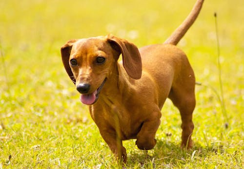 ミニチュア ダックスフンドはどんな犬 性格 特徴 飼いやすさやしつけのコツ かかりやすい病気などについて解説 獣医師監修 わんクォール