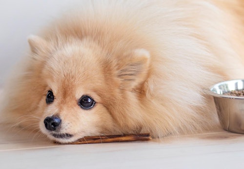 犬にネギを与えるのは危険 中毒症状と対処法 誤食を防ぐ予防策を解説 獣医師監修 わんクォール 犬にネギを与えるのは危険 中毒症状と対処法 誤食を防ぐ予防策を解説 獣医師監修 わんクォール