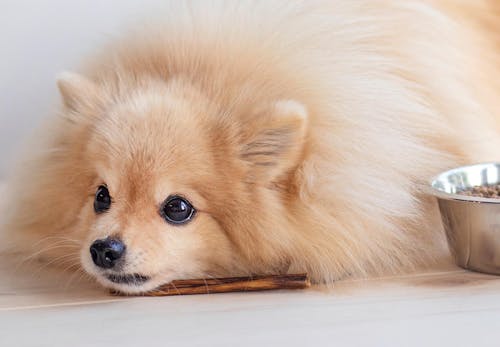 犬にネギを与えるのは危険 中毒症状と対処法 誤食を防ぐ予防策を解説 獣医師監修 わんクォール 犬にネギを与えるのは危険 中毒症状と対処法 誤食を防ぐ予防策を解説 獣医師監修 わんクォール