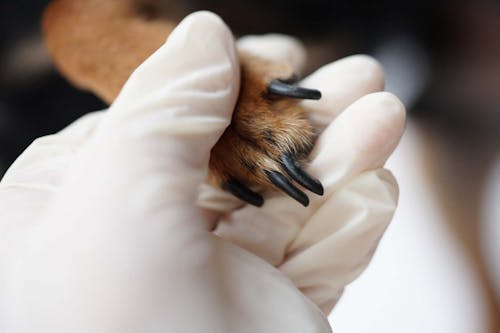獣医師直伝 犬が嫌がらない爪の切り方のコツや頻度を解説 わんクォール 獣医師直伝 犬が嫌がらない爪の切り方のコツや頻度を解説 わんクォール