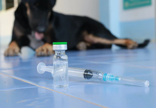 獣医師監修 犬のワクチン接種は必要 予防できる病気やどんな種類があるのか 接種前の注意点などについて解説 わんクォール 獣医師監修 犬のワクチン接種は必要 予防できる病気やどんな種類があるのか 接種前の注意点などについて解説 わんクォール