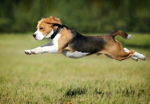 獣医師監修 犬の骨格ってどうなっているの 人間との違いや特徴 犬種ごとの差などについて解説 わんクォール