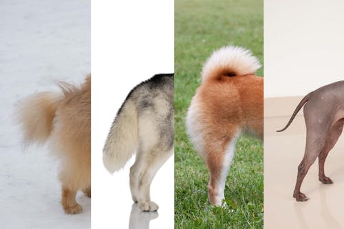 獣医師監修 しっぽで分かる犬の気持ちとは 位置や動きから推測できる感情を解説 わんクォール 獣医師監修 しっぽで分かる犬の気持ちとは 位置や動きから推測できる感情を解説 わんクォール