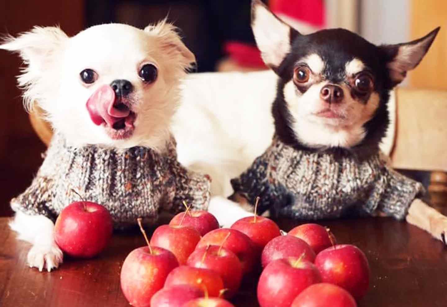 愛犬手作りごはんレシピ りんご チワワ