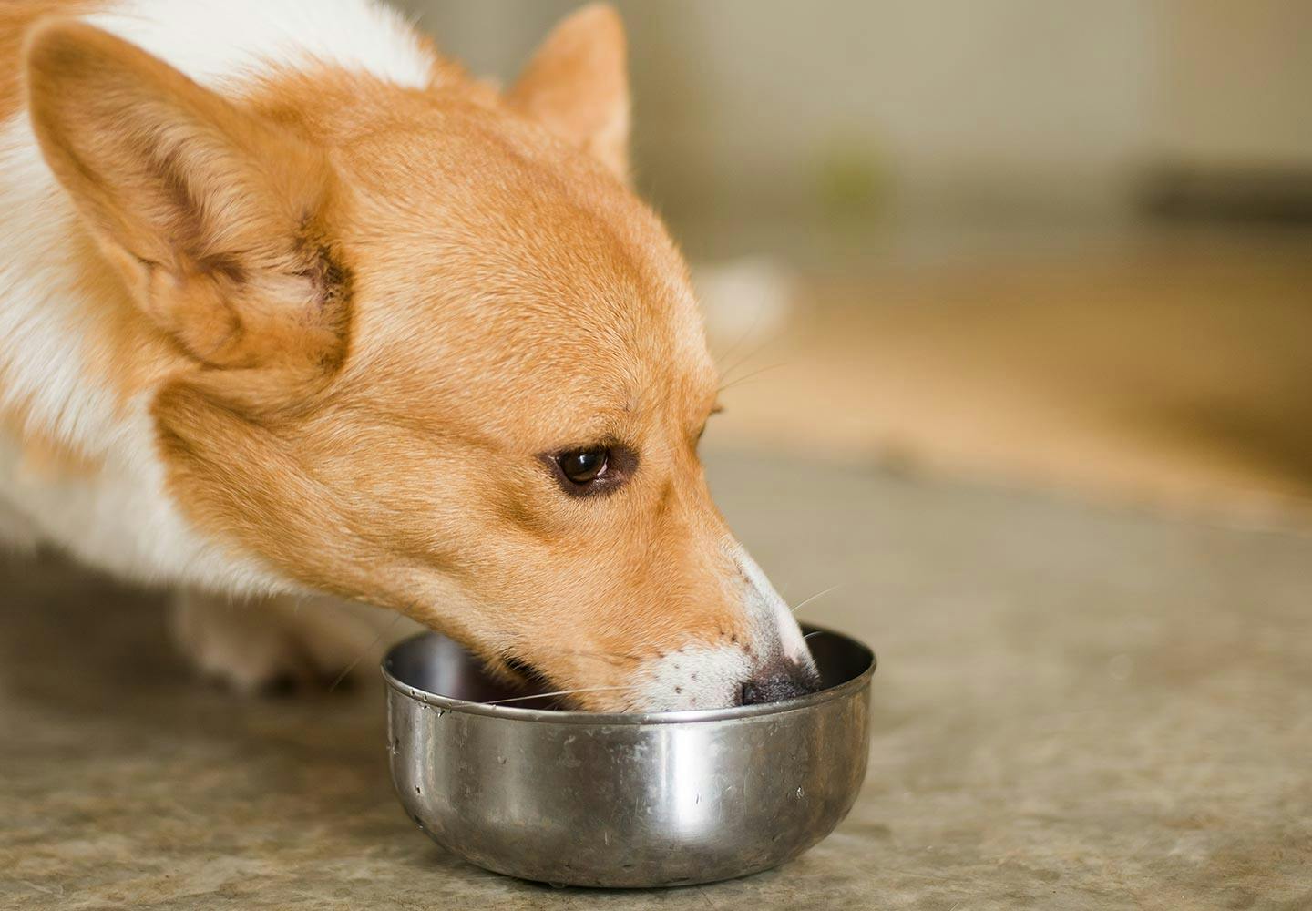 獣医師監修 犬に大豆を食べさせても大丈夫 メリットやアレルギーの危険性 節分の豆の注意点などについて解説 Illness 病気 わんクォール