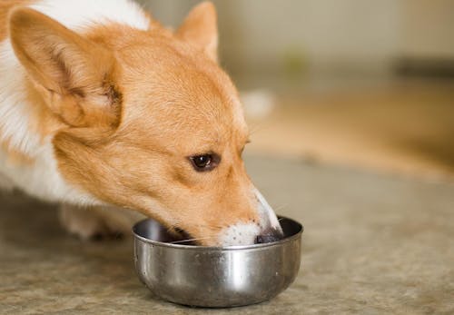 獣医師監修 犬に大豆を食べさせても大丈夫 メリットやアレルギーの危険性 節分の豆の注意点などについて解説 わんクォール