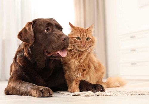 【獣医師監修】犬と猫を一緒に飼っても大丈夫？それぞれの習性の違いと迎える順番、餌の与え方の注意点などについて解説