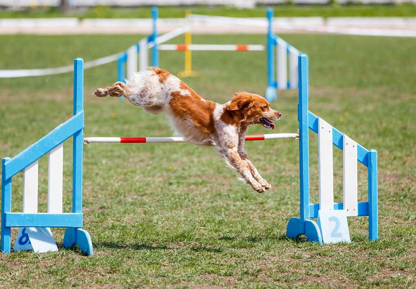 愛犬との絆が深まるドッグスポーツとは？メリットや代表的な4種類の競技について解説|ワンクォール