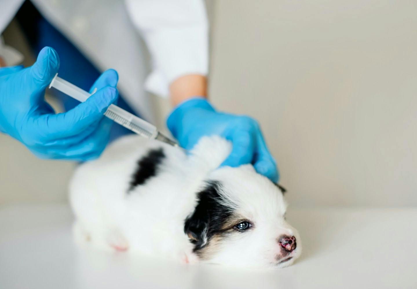 獣医師監修 犬のワクチン接種は必要 予防できる病気やどんな種類があるのか 接種前の注意点などについて解説 Health 健康 わんクォール