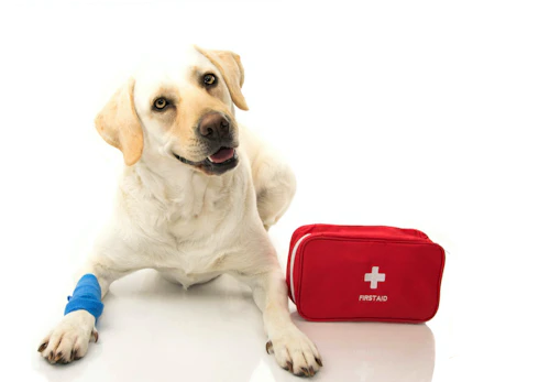 獣医師監修 犬がフローリングで快適に過ごすためのコツとは 滑り止め対策や注意点などについて解説 わんクォール 獣医師監修 犬がフローリングで快適に過ごすためのコツとは 滑り止め対策や注意点などについて解説 わんクォール