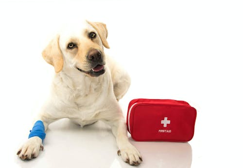 獣医師監修 犬がフローリングで快適に過ごすためのコツとは 滑り止め対策や注意点などについて解説 わんクォール