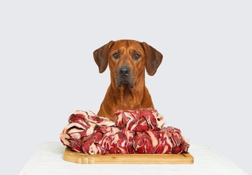 【獣医師監修】犬に生肉を食べさせるのはNG！？どんなリスクがあるのか、誤食した際の対処法などについて解説