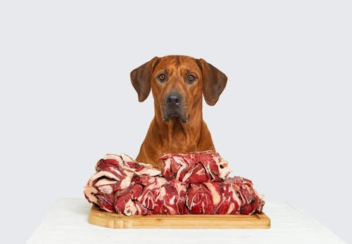 獣医師監修 犬に生肉を食べさせるのはng どんなリスクがあるのか 誤食した際の対処法などについて解説 わんクォール 獣医師監修 犬に生肉を食べさせるのはng どんなリスクがあるのか 誤食した際の対処法などについて解説 わんクォール