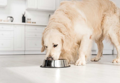 【獣医師監修】犬に手作りご飯を与えるメリット・デメリットとは？調理するときの注意点やおすすめの食材、栄養バランスの基礎知識などについて解説_ご飯を食べる犬