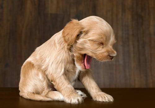 獣医師監修 犬のあくびの理由は 仕草に隠された意味や病気の可能性 対処法などを解説 わんクォール 獣医師監修 犬のあくびの理由は 仕草に隠された意味や病気の可能性 対処法などを解説 わんクォール