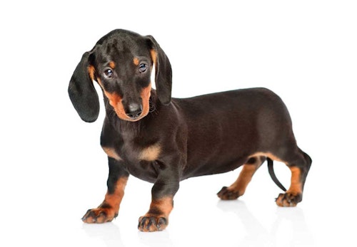 ミニチュア ダックスフンドはどんな犬 種類や性格 特徴 飼いやすさやしつけのコツ かかりやすい病気などについて解説 獣医師監修 わんクォール ミニチュア ダックスフンドはどんな犬 種類や性格 特徴 飼いやすさやしつけのコツ かかりやすい病気などについて解説 獣医師監修 わんクォール