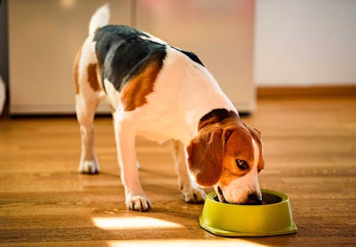 犬に手作りご飯を与えるのってよくないの メリット デメリットや注意点 栄養バランスの基礎知識について解説 獣医師監修 わんクォール 犬に手作りご飯を与えるのってよくないの メリット デメリットや注意点 栄養バランスの基礎知識について解説 獣医師監修 わんクォール