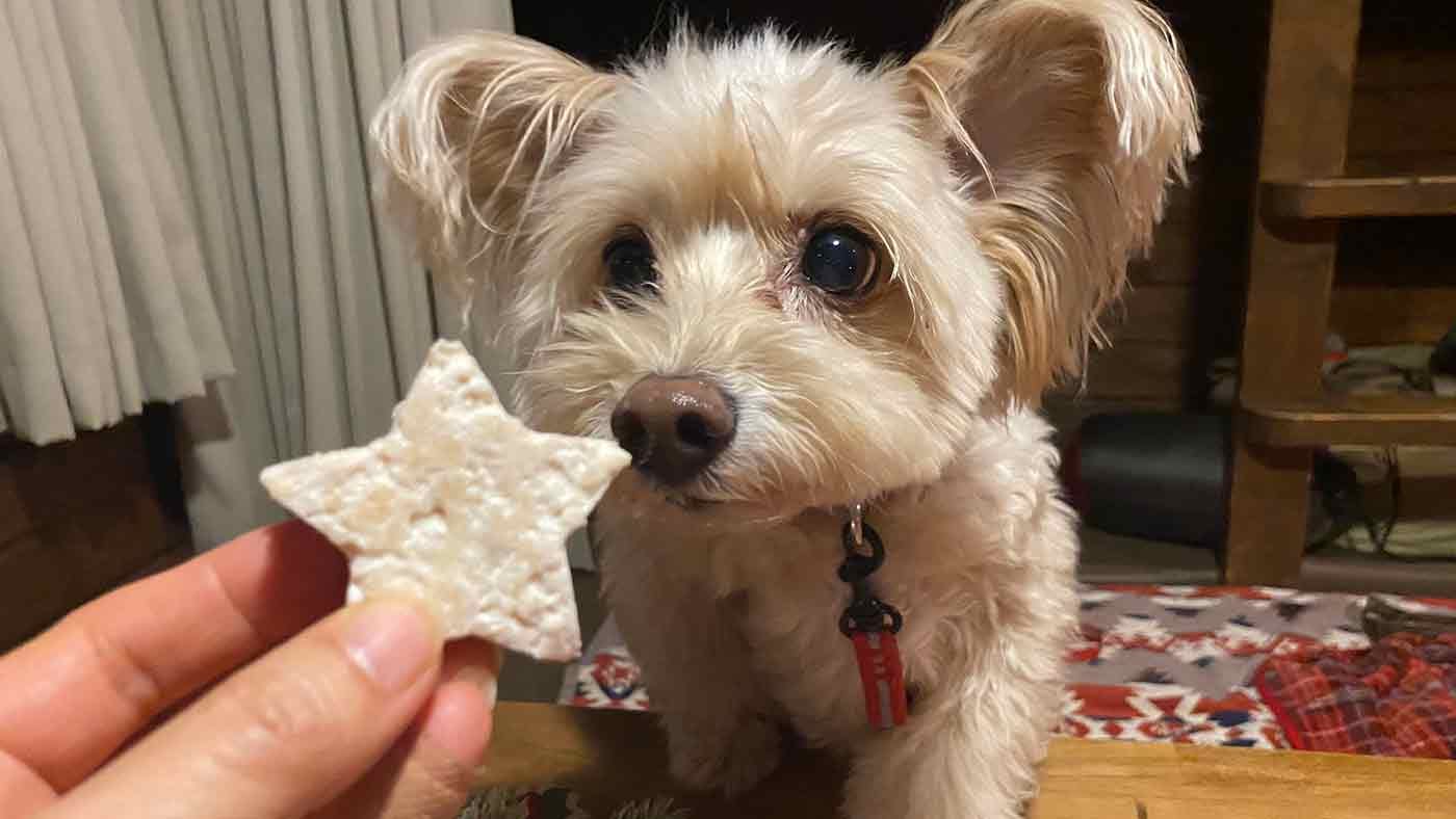 愛犬とクリスマスキャンプ　鶏ひき肉ハンバーグ