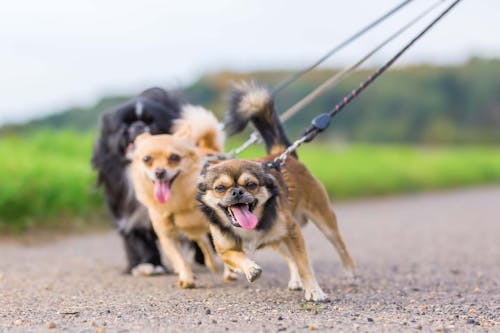 獣医師監修 小型犬がなりやすい気管虚脱とは 症状や治療法について解説 わんクォール