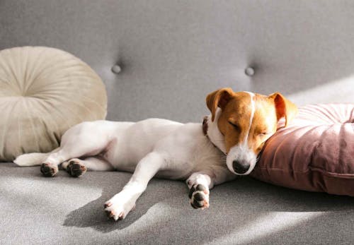 犬の痙攣 けいれん の原因とは 病院に連れて行くべき症状と考えられる病気について解説 獣医師監修 わんクォール 犬の痙攣 けいれん の原因とは 病院に連れて行くべき症状と考えられる病気について解説 獣医師監修 わんクォール