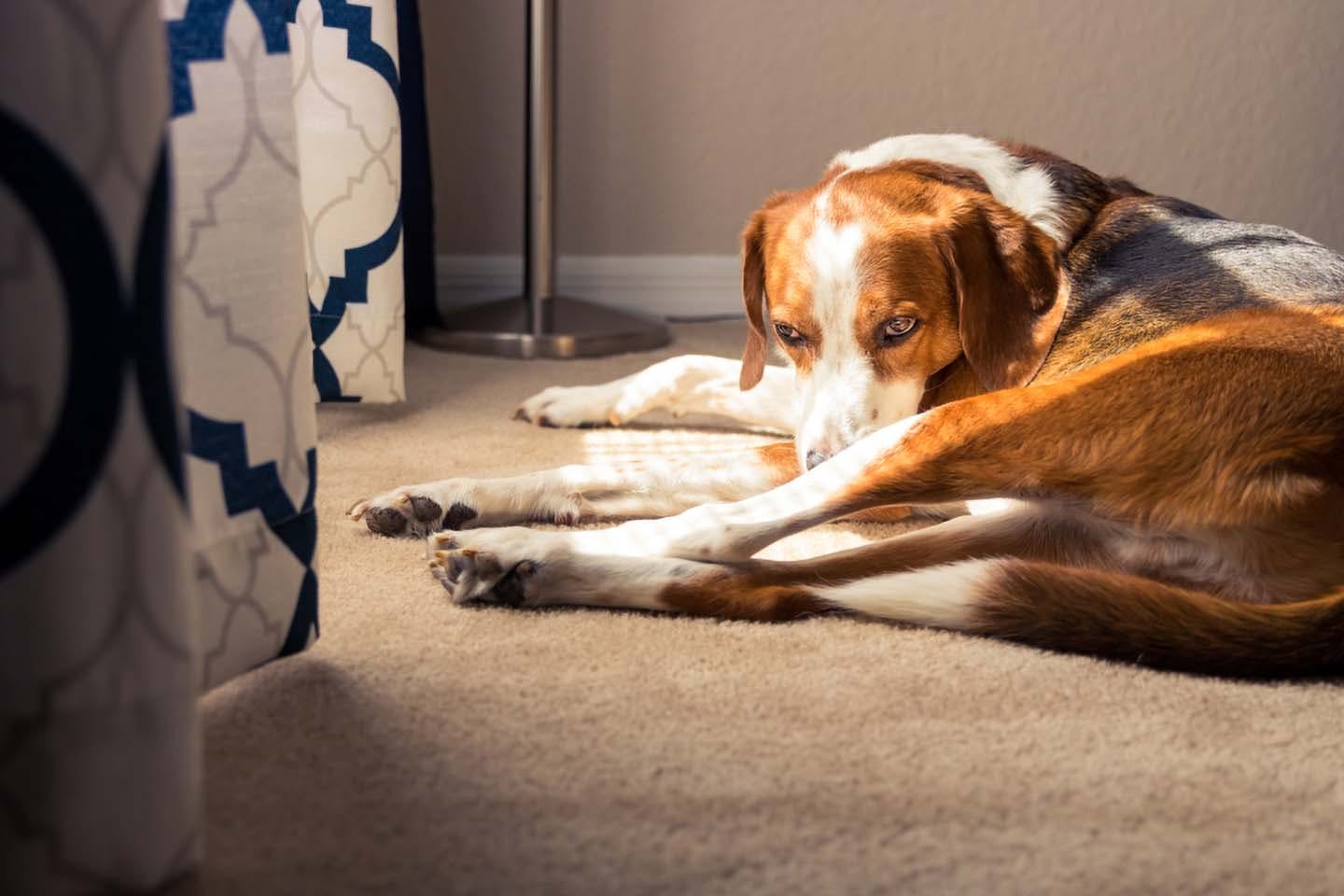 獣医師監修 犬のおならが臭くて回数が多い 原因と対策 考えられる病気について解説 Health 健康 わんクォール