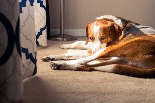 犬のおならが臭くて回数が多い原因は 病院に連れていくべき症状を解説 獣医師監修 わんクォール 犬のおならが臭くて回数が多い原因は 病院に連れていくべき症状を解説 獣医師監修 わんクォール