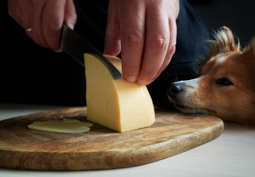 【獣医師監修】犬に人間用のチーズをあげても大丈夫？適量やおすすめの種類、アレルギーや塩分などの注意点について解説_チーズ