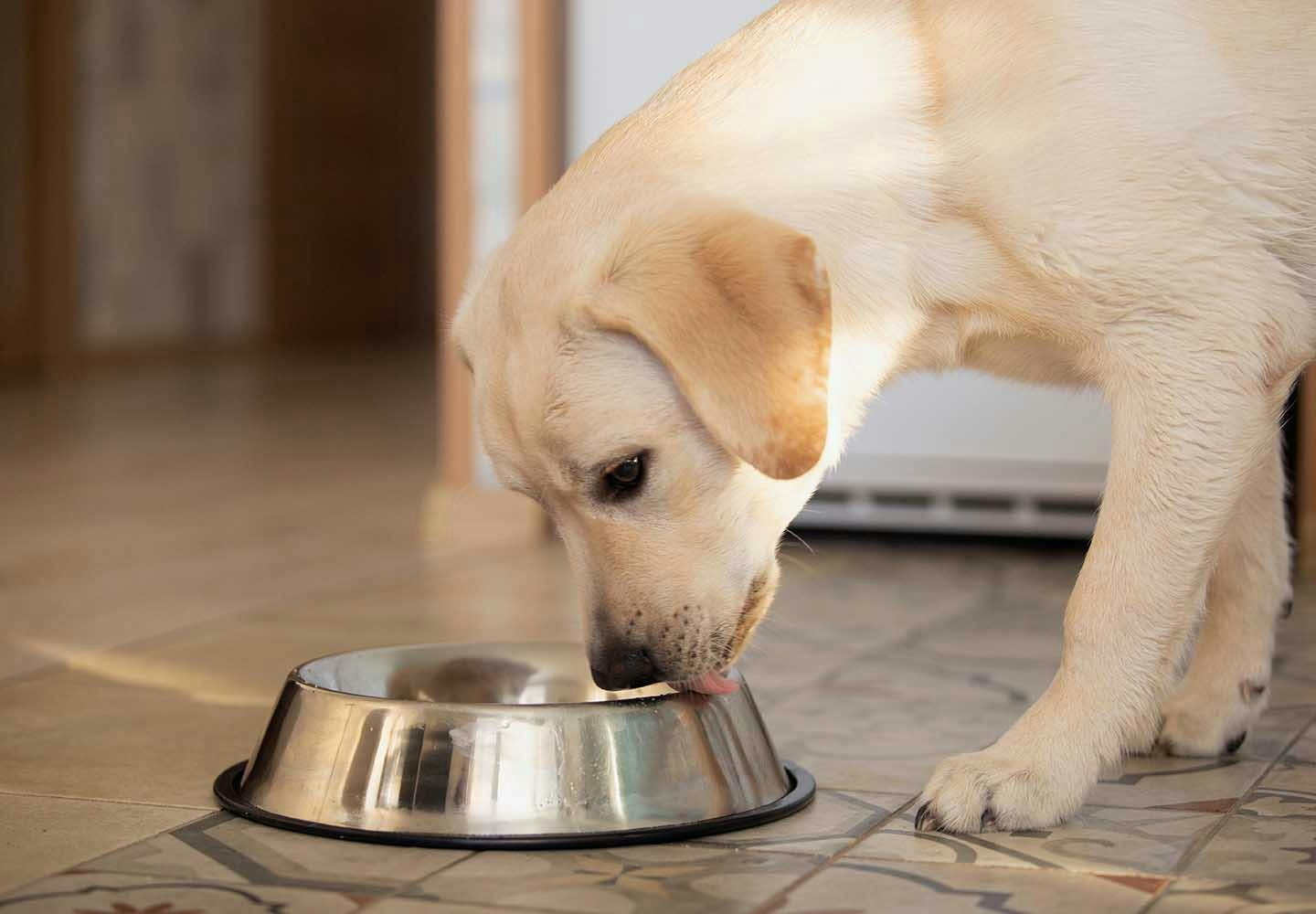 獣医師監修 犬は枝豆を食べても大丈夫 適量やおすすめの調理法 大豆アレルギーなどの注意点について解説 Illness 病気 わんクォール