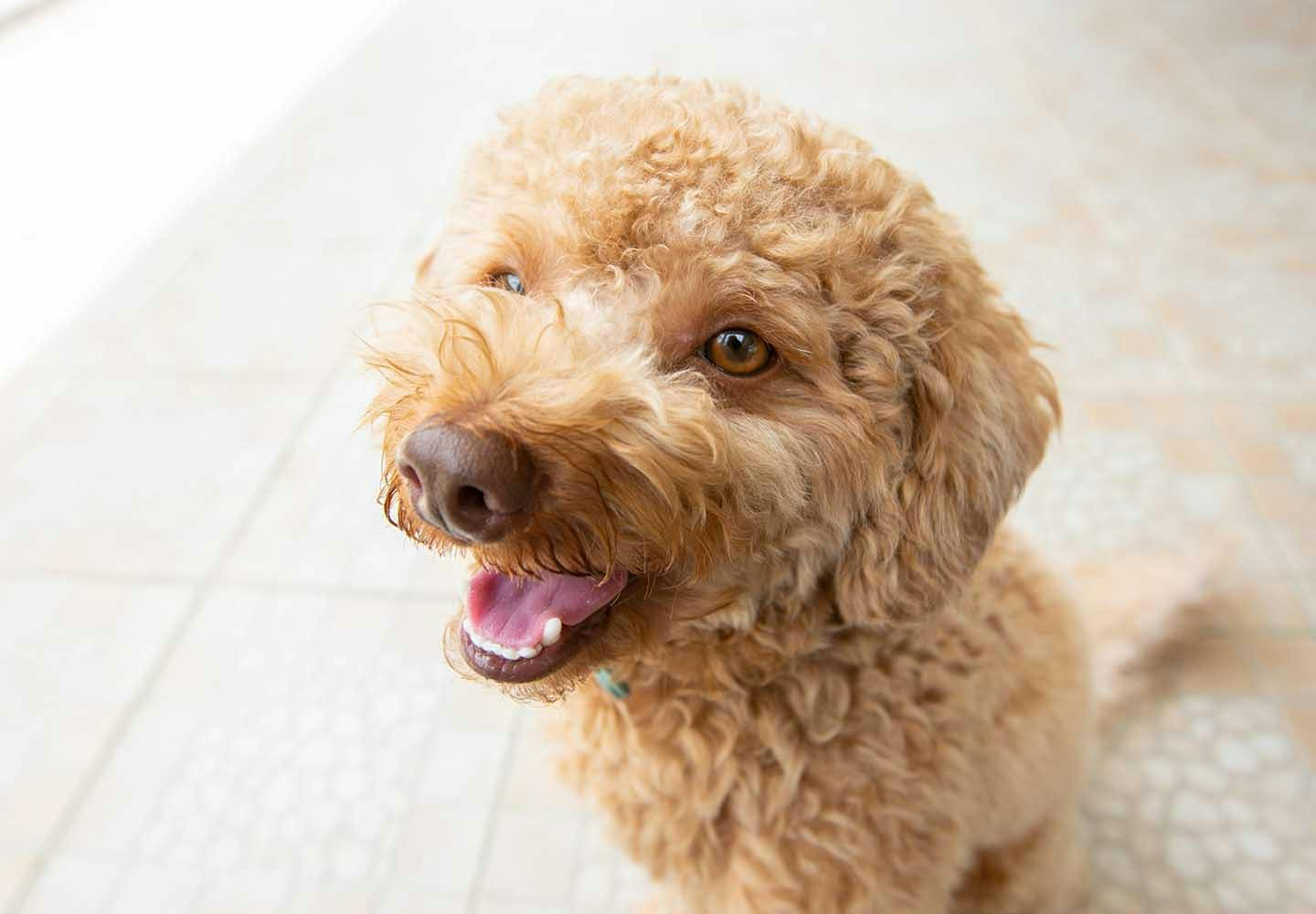 獣医師監修 トイ プードルはどんな犬 性格 特徴 飼いやすさやしつけのコツ かかりやすい病気などについて解説 わんクォール