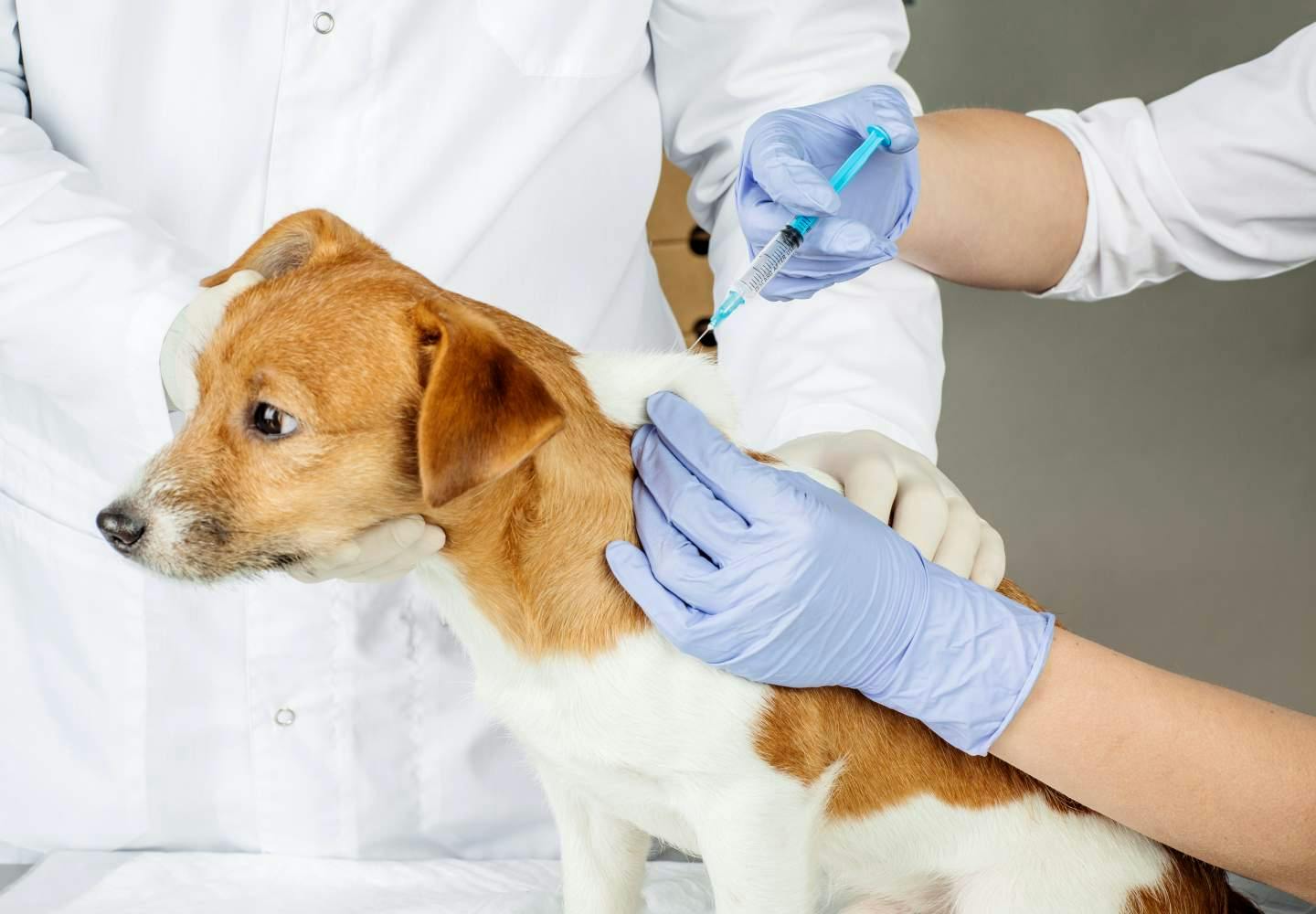 【獣医師監修】犬のワクチン接種は必要？予防できる病気やどんな種類があるのか、接種前の注意点などについて解説