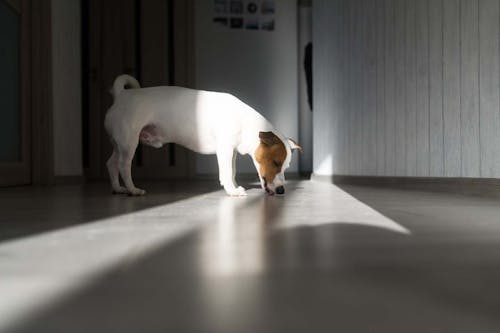 獣医師監修 犬が飼い主を舐める理由は その裏にある感情や注意点 やめさせる方法などについて解説 わんクォール 獣医師監修 犬が飼い主を舐める理由は その裏にある感情や注意点 やめさせる方法などについて解説 わんクォール