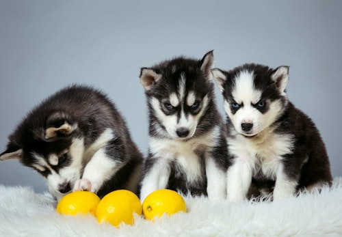 犬はレモンを食べても大丈夫 注意点とビタミンcが必要かどうかについて解説 獣医師監修 わんクォール 犬はレモンを食べても大丈夫 注意点とビタミンcが必要かどうかについて解説 獣医師監修 わんクォール
