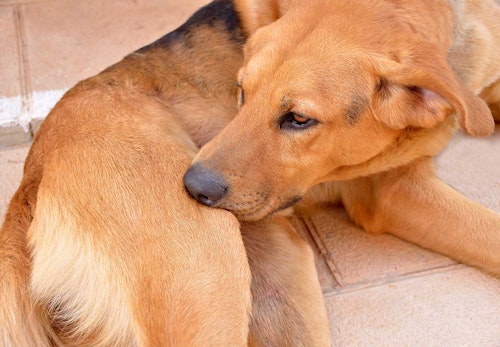 犬の湿疹は膿皮症のサイン？初期症状や原因、皮膚炎との見分け方や対処法などについて解説