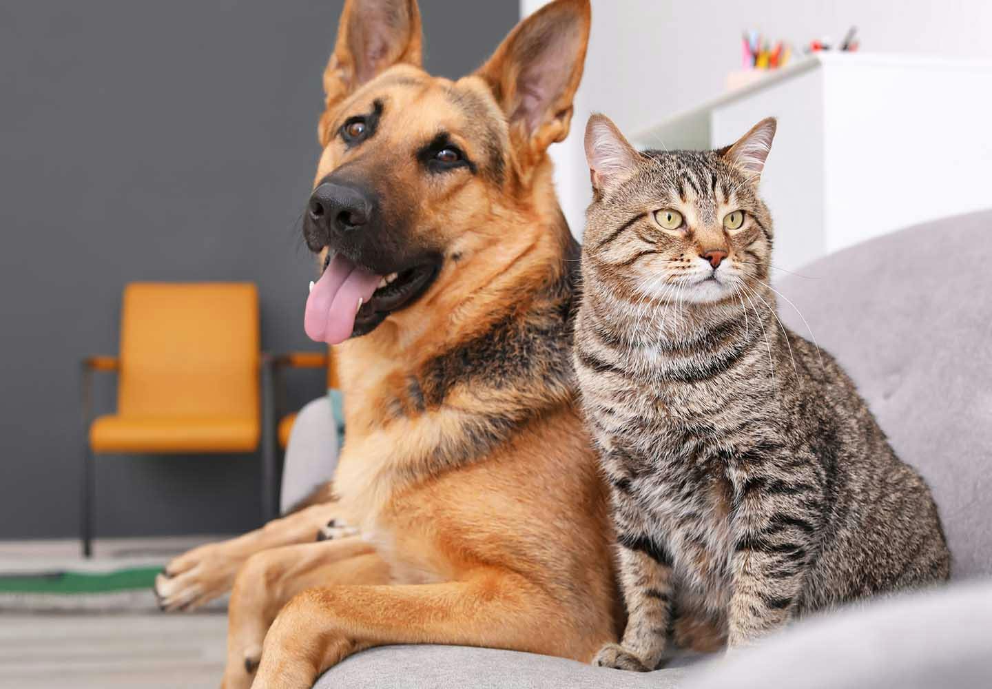 獣医師監修 犬と猫を一緒に飼っても大丈夫 それぞれの習性の違いと迎える順番 餌の与え方の注意点などについて解説 わんクォール