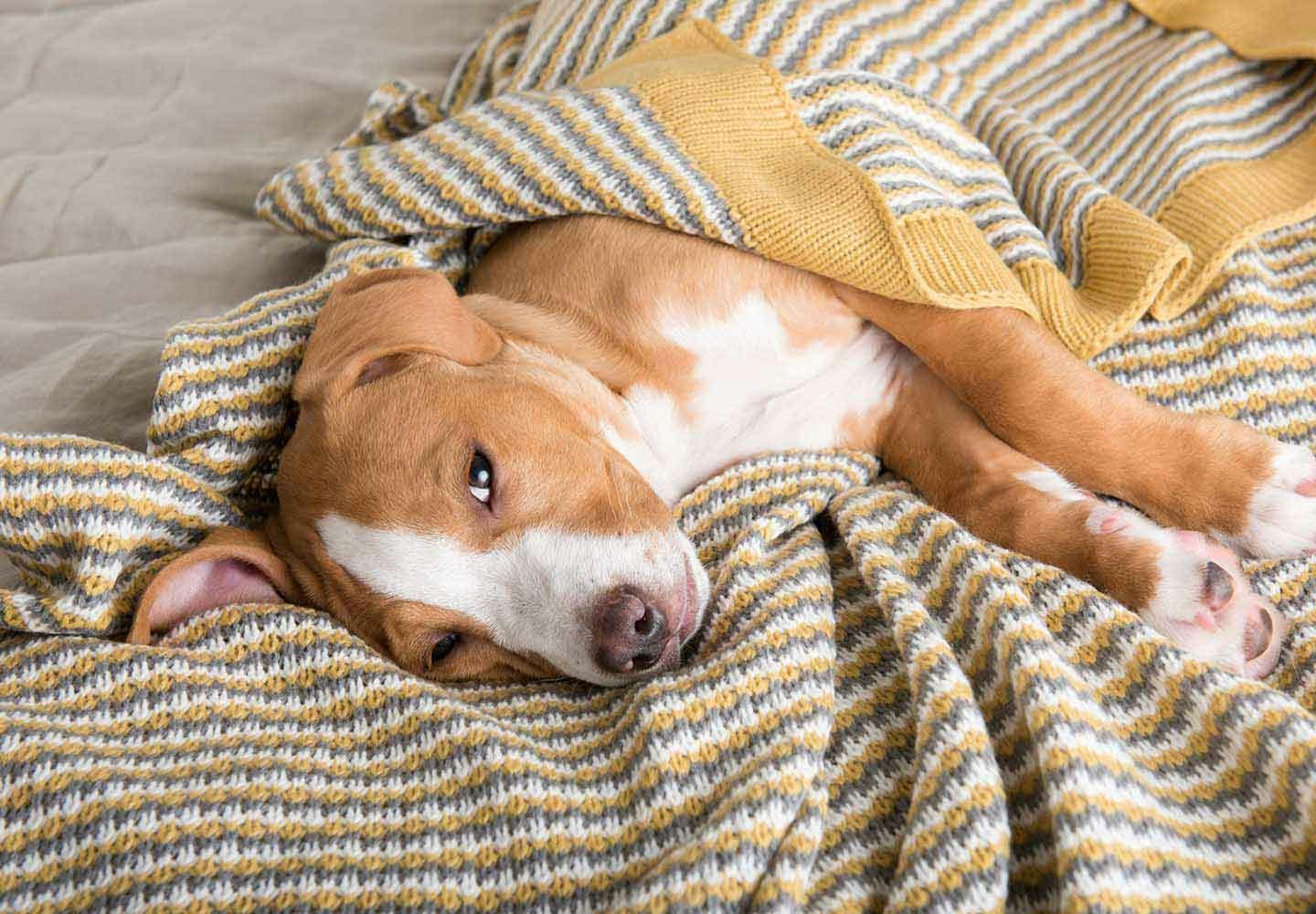 獣医師監修 犬の心臓病の初期症状とは 早期発見のポイントや治療法 日常生活でのケアについて解説 Illness 病気 わんクォール