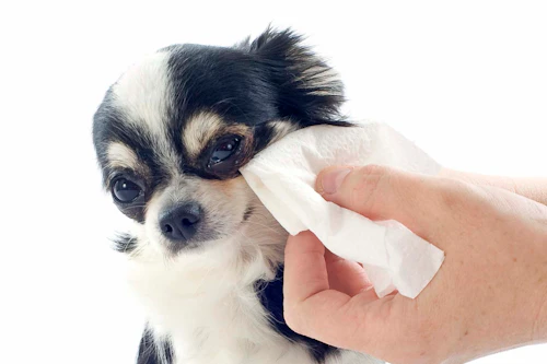 獣医師監修 犬の涙の原因とは 考えられる病気と対処法 病院に連れていくべき症状について解説 わんクォール 獣医師監修 犬の涙の原因とは 考えられる病気と対処法 病院に連れていくべき症状について解説 わんクォール