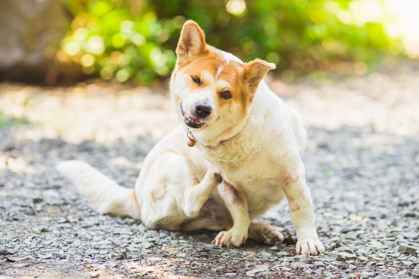 犬のダニ マダニ の取り方は 見つけた時の正しい対処法と注意点について解説 獣医師監修 わんクォール