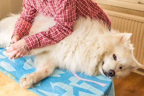 獣医師直伝 犬が嫌がらない爪の切り方のコツや頻度を解説 わんクォール