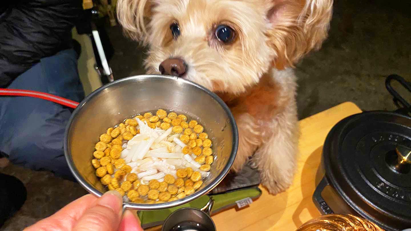 犬用のキャンプ飯