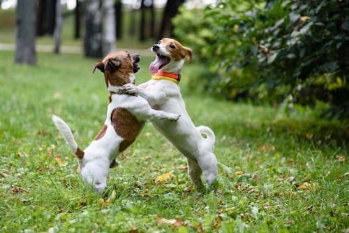 犬も嬉しいとにっこり笑う 笑顔の理由とそこに隠された気持ちについて解説 獣医師監修 わんクォール