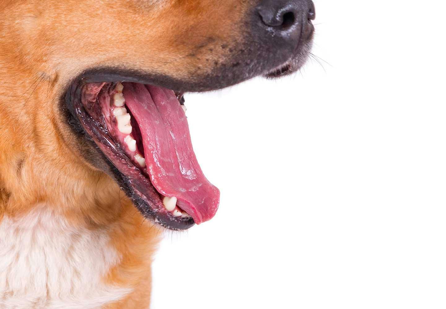 獣医師監修 犬にも虫歯はある 治療法や予防のためのケア その他にも注意したい口の中のトラブルについて解説 Illness 病気 わんクォール
