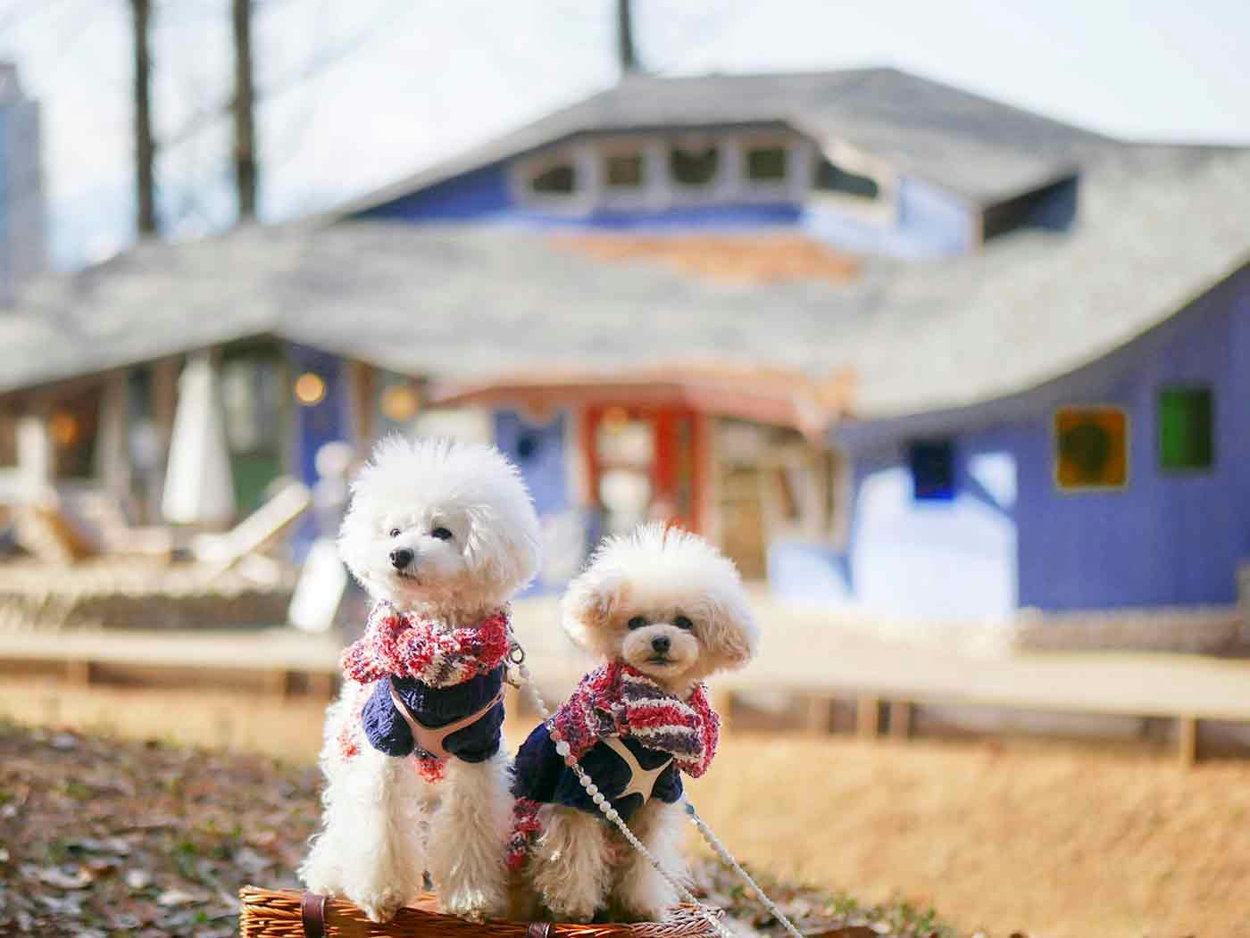 【埼玉】愛犬とムーミンの世界にいこう♪トーベ・ヤンソンあけぼの子どもの森公園とジョンソンタウンにお出かけ