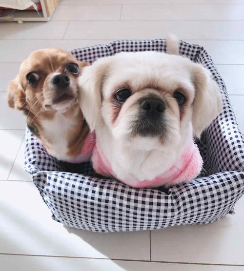 簡単手縫いリメイク 100均の座布団3つだけで愛犬用ベッドを手作りする方法 わんクォール 簡単手縫いリメイク 100均の座布団3つだけで愛犬用ベッドを手作りする方法 わんクォール