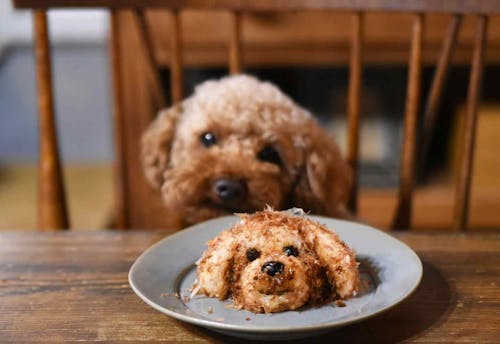 Snsで話題 わんこおにぎりで投稿しよう 考案者が教える作り方のコツ 他犬種のアレンジ法も紹介 わんクォール Snsで話題 わんこおにぎりで投稿しよう 考案者が教える作り方のコツ 他犬種のアレンジ法も紹介 わんクォール