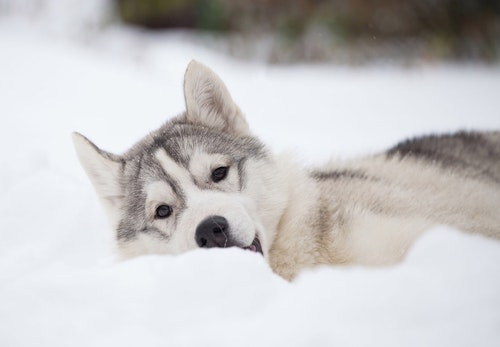 獣医師監修 シベリアン ハスキーはどんな犬 性格 特徴 飼いやすさ しつけのコツやかかりやすい病気などについて解説 わんクォール 獣医師監修 シベリアン ハスキーはどんな犬 性格 特徴 飼いやすさ しつけのコツやかかりやすい病気などについて解説 わんクォール