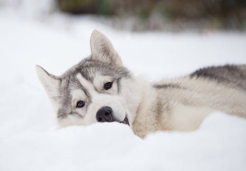 獣医師監修 シベリアン ハスキーはどんな犬 性格 特徴 飼いやすさ しつけのコツやかかりやすい病気などについて解説 わんクォール 獣医師監修 シベリアン ハスキーはどんな犬 性格 特徴 飼いやすさ しつけのコツやかかりやすい病気などについて解説 わんクォール