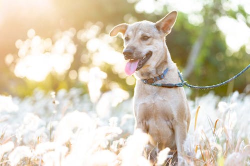 犬も嬉しいとにっこり笑う 笑顔の理由とそこに隠された気持ちについて解説 獣医師監修 わんクォール