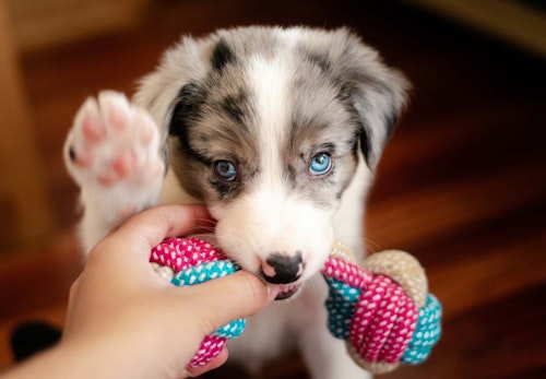 獣医師監修 犬が甘噛みする理由とは 直し方やしつけのコツ 噛まれたときのng行動などについて解説 わんクォール 獣医師監修 犬が甘噛みする理由とは 直し方やしつけのコツ 噛まれたときのng行動などについて解説 わんクォール