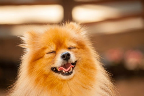 犬も嬉しいとにっこり笑う 笑顔の理由とそこに隠された気持ちについて解説 獣医師監修 わんクォール 犬も嬉しいとにっこり笑う 笑顔の理由とそこに隠された気持ちについて解説 獣医師監修 わんクォール